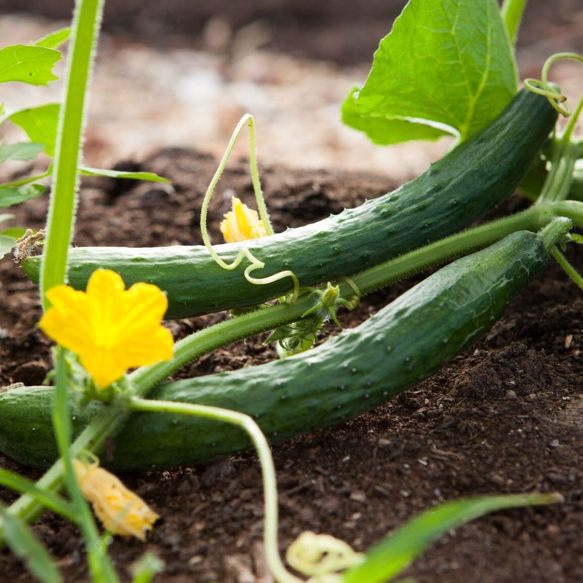Légumes verts