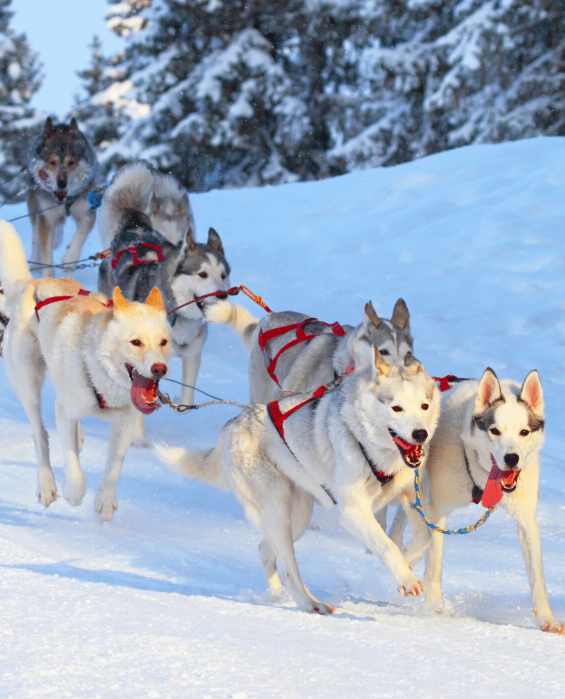 Activités à faire au ski