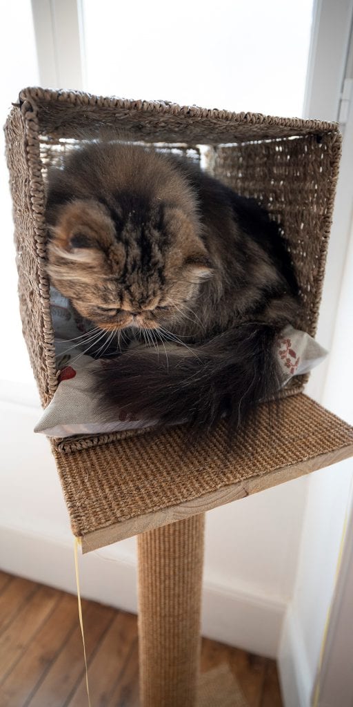 Arbre à chat bricolage
