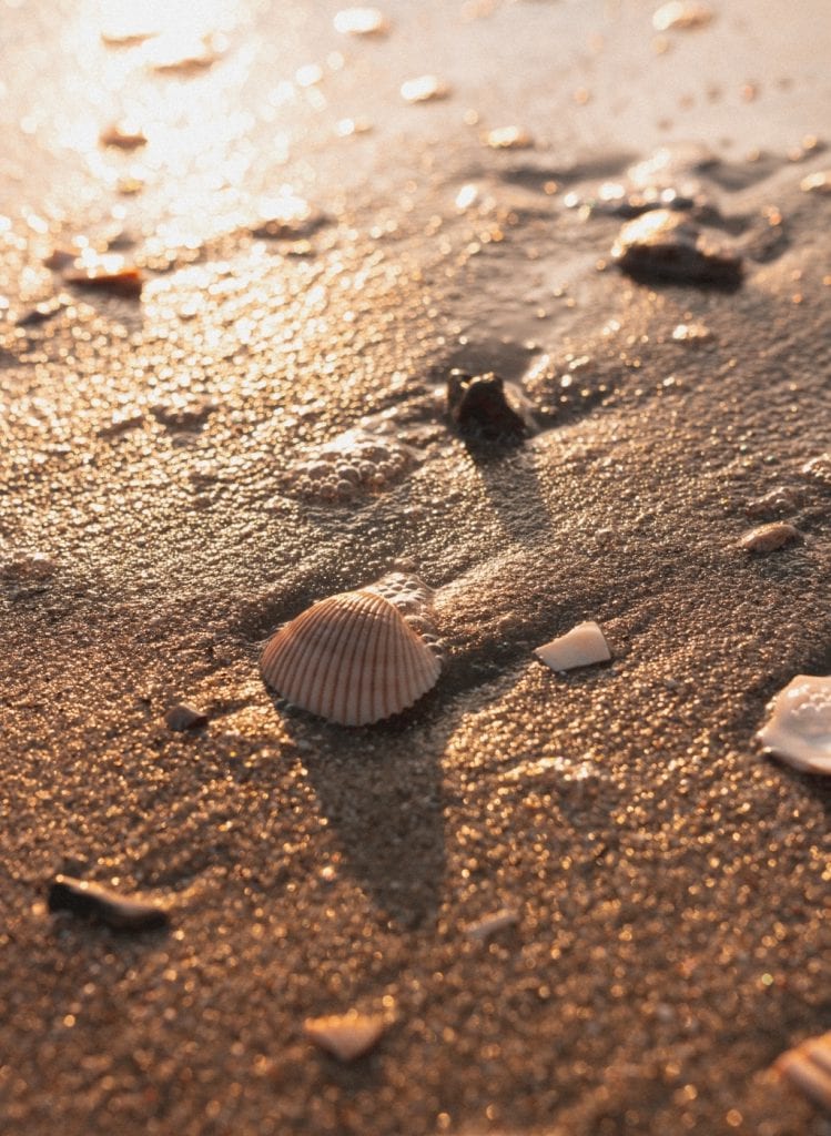 plage coquillage