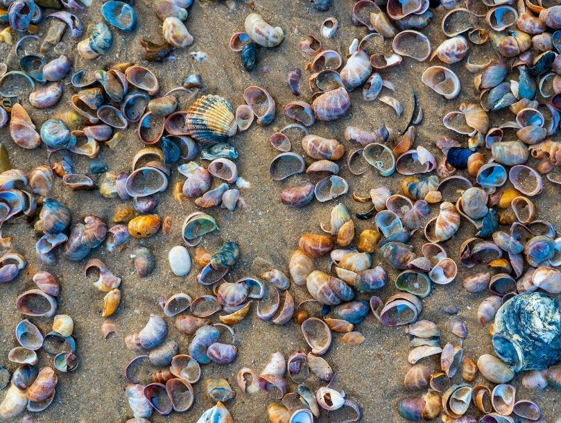 coquillage plage
